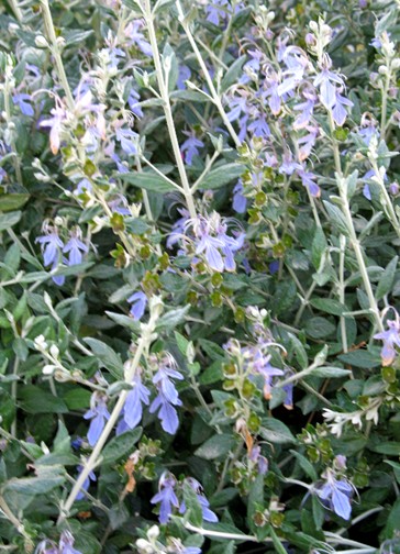 Teucrium fruticans / Camedrio femmina